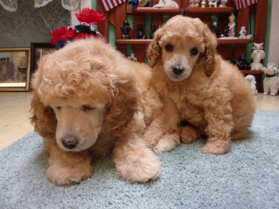 🌻LucyLocket X Silo b.5/18/2021 Moyen CRABAPPLE DOWNS 🐩 Colebrook NH