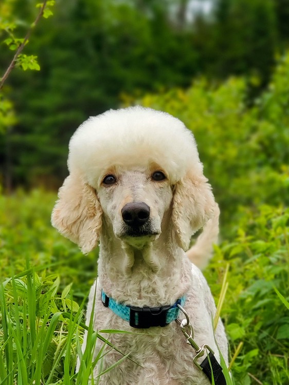 Dams in our Breeding Program/Standards/page 2 CRABAPPLE DOWNS 🐩