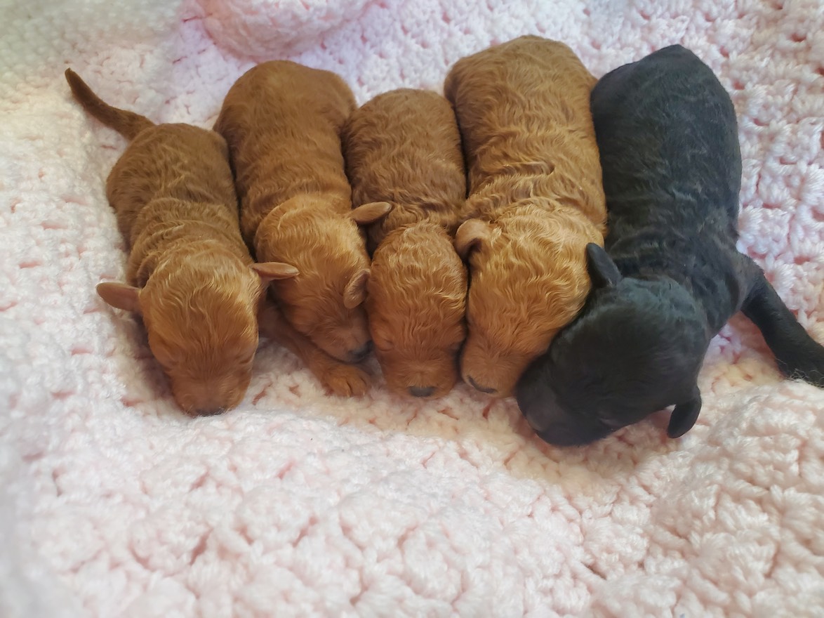 Raven X Garfield Small Moyen Litter b.8/27/22 CRABAPPLE DOWNS 🐩