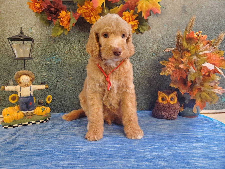 Viva X Silo b.8/2/22 Two 10.5 week old Puppies still available