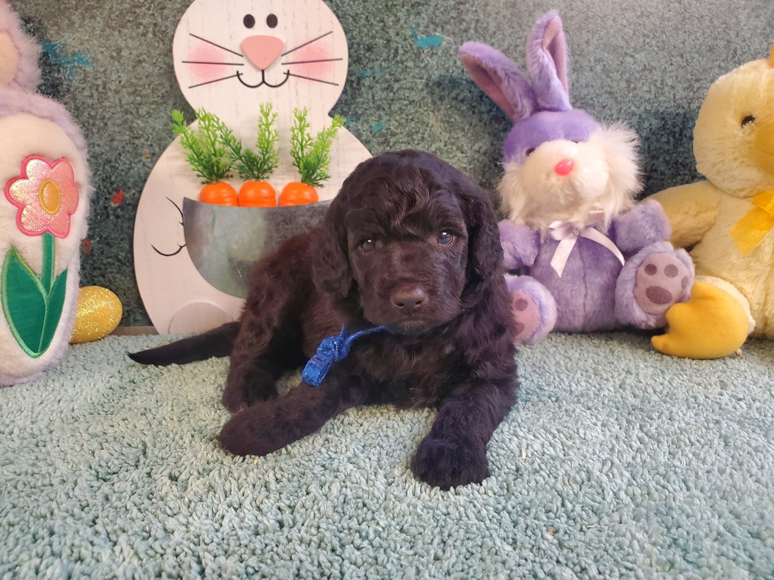 Haillie X Marley dob 2/27/23 mallmedium Moyen The Boys CRABAPPLE