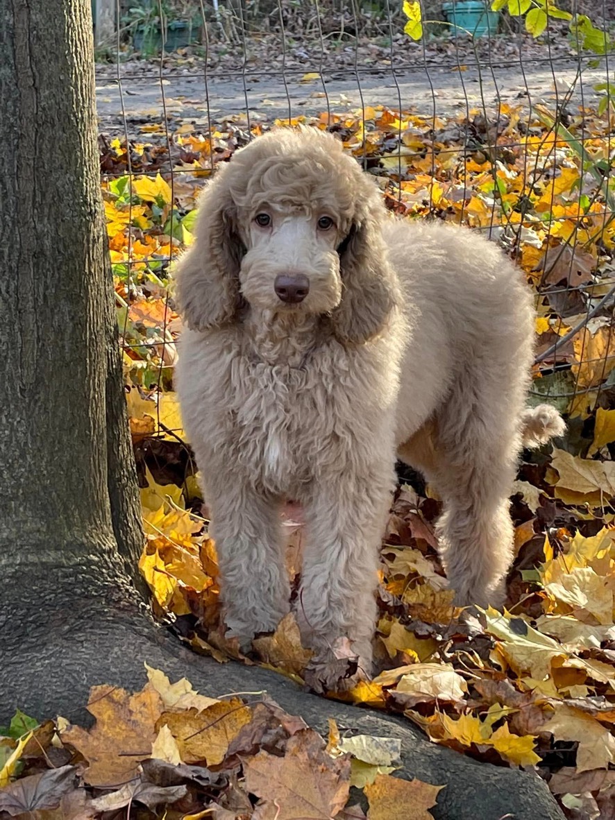 viva-x-silo-b-8-2-22-two-10-5-week-old-puppies-still-available