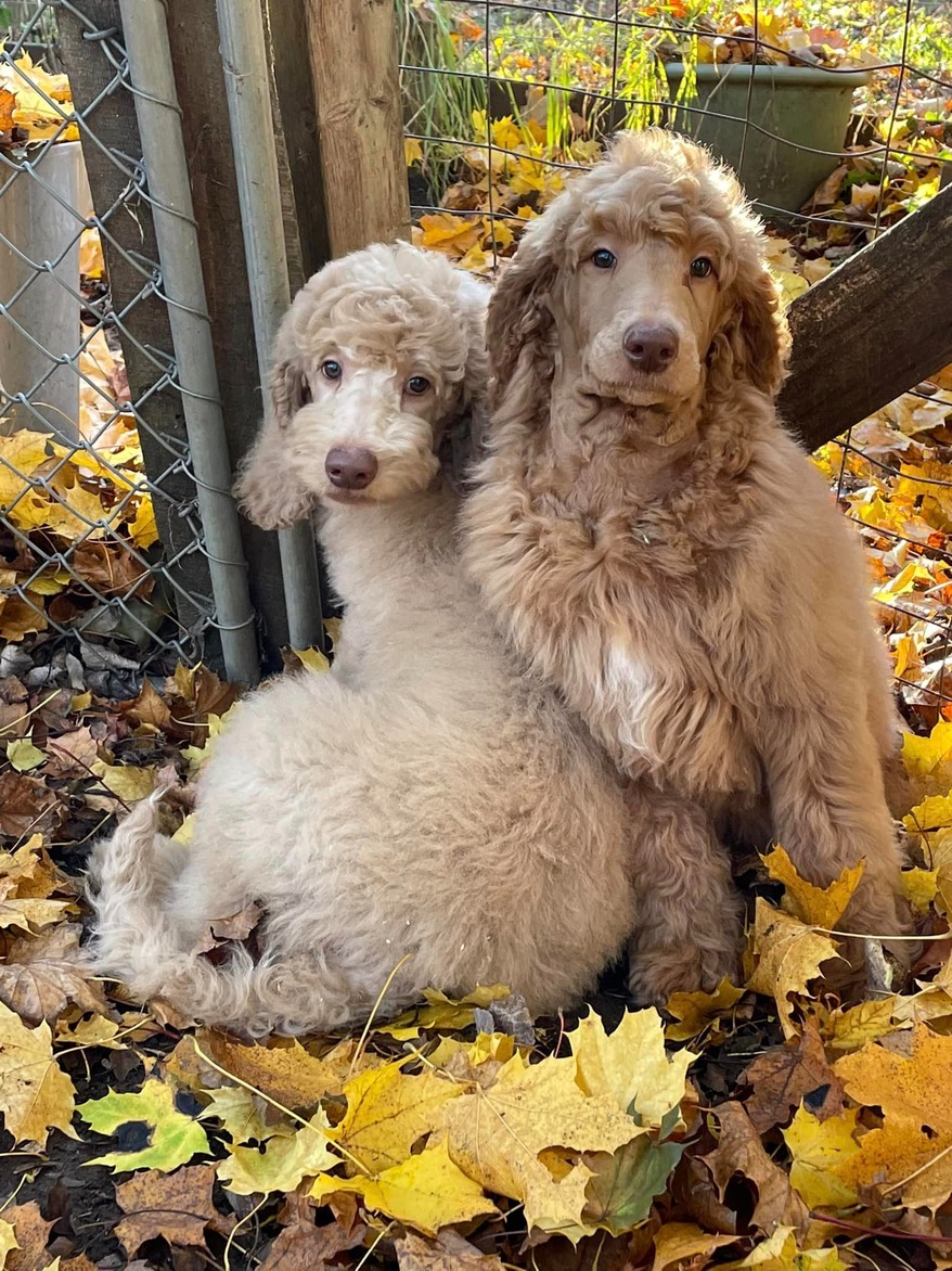 viva-x-silo-b-8-2-22-two-10-5-week-old-puppies-still-available
