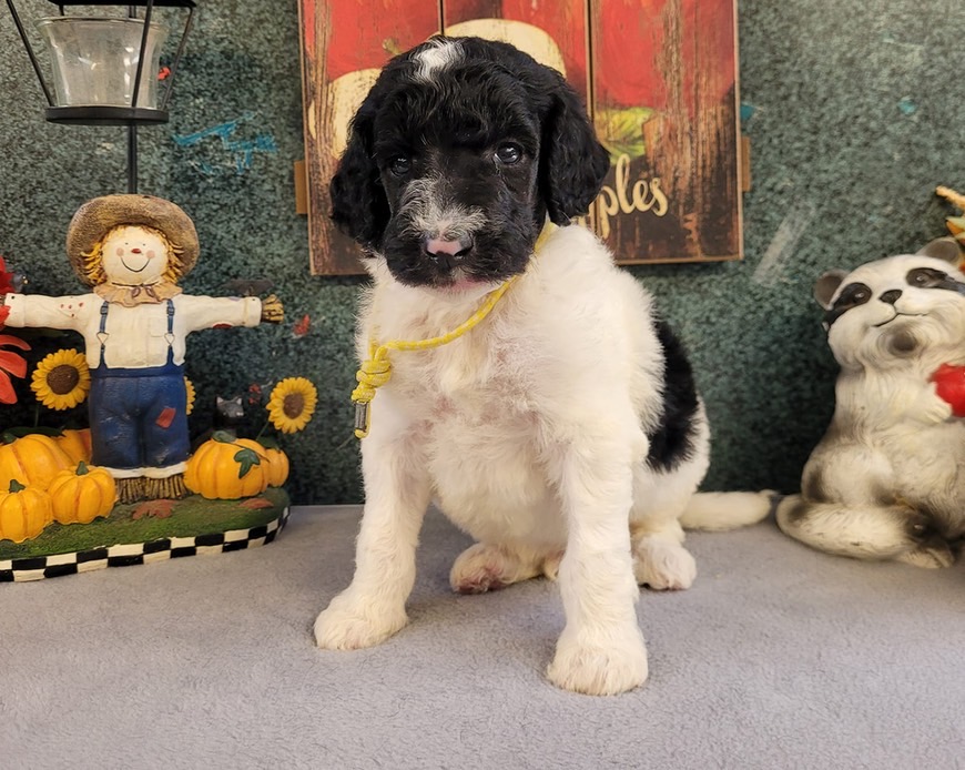 Mabel X Ozzie dob7/03/23 CRABAPPLE DOWNS 🐩 Colebrook NH