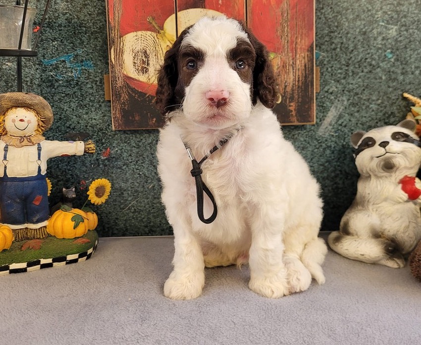 Mabel X Ozzie dob7/03/23 CRABAPPLE DOWNS 🐩 Colebrook NH