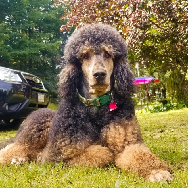 Papas Crabapple Poodles CRABAPPLE DOWNS 🐩 Colebrook NH