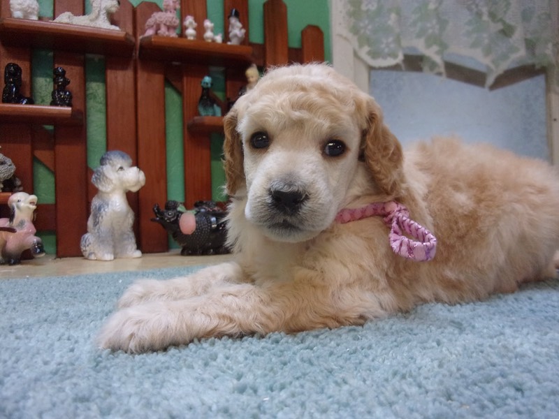 Peach X Silo b.1/17/21 medium size Moyen CRABAPPLE DOWNS 🐩